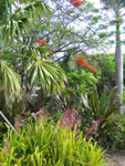 Naples Beach Hotel - Tropical Flowering Plants 